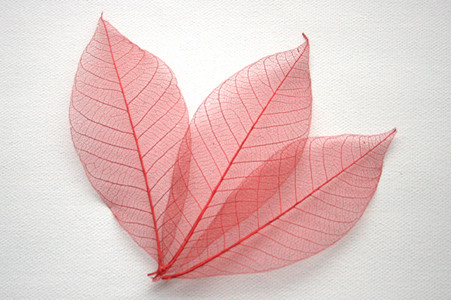 [MY24104] Skeletal Red Leaves - Sale